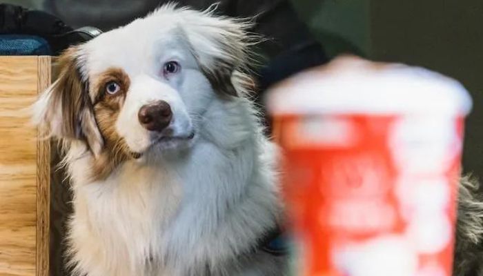 Seu cachorro provavelmente te julga quando você comete erros, aponta estudo